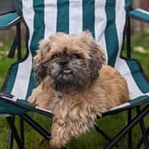 Marge is a 12 year old Shih Tzu looking for a home with her own garden to help with her housetraining. She will need to be the only dog in the home and will need a cat free home. She can live with children over 11 years and can be left for short periods once settled.