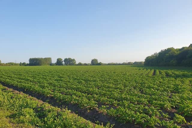 A potato field at Carrington Moss