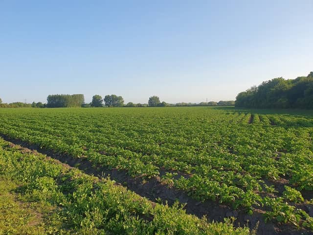 A potato field at Carrington Moss