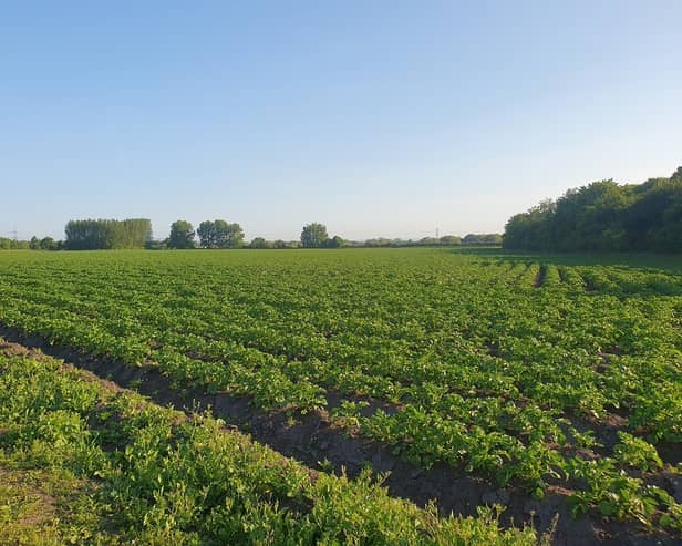 A potato field at Carrington Moss