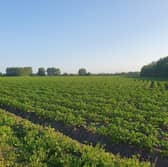 A potato field at Carrington Moss