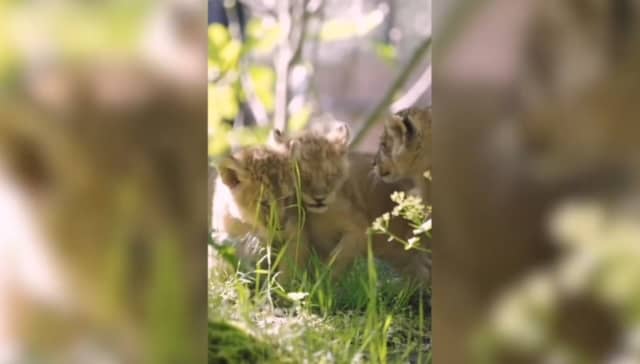 Three Asiatic lion cubs play outside for the first time.