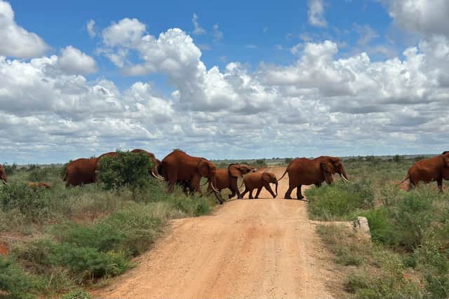 Tsavo East's elephants are an unusual shade of red (Photo: Amber Allott/NationalWorld)