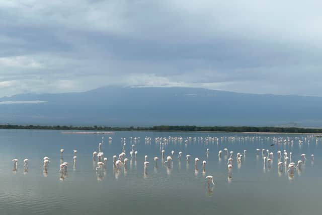 A flock of pink flamingos were a striking sight against the incredible backdrop of Kilimanjaro (Photo: Amber Allott/NationalWorld)