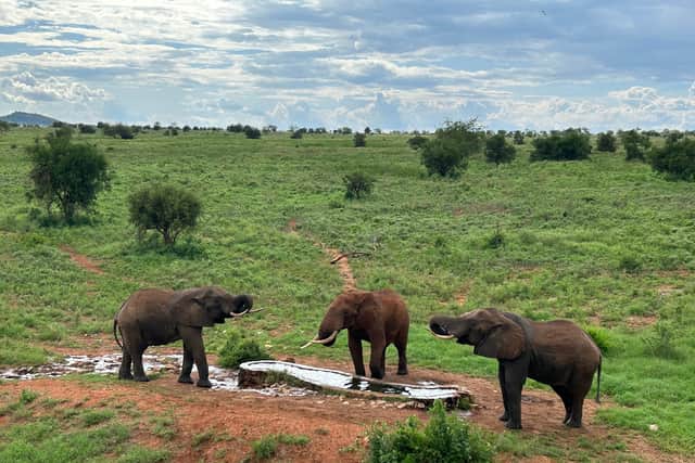 Thanks to its tactical watering holes, wildlife was never far away (Photo: Amber Allott/NationalWorld)