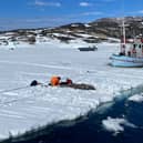 University of Manchester PHD student Ewan Camplisson has been studying Greeland sharks