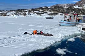 University of Manchester PHD student Ewan Camplisson has been studying Greeland sharks