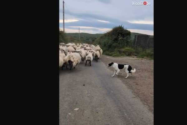 Clever sheepdog springs into action when herd of sheep loses its way