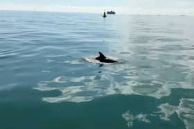 Incredible footage shows pod of dolphins frolicking next to a boat
