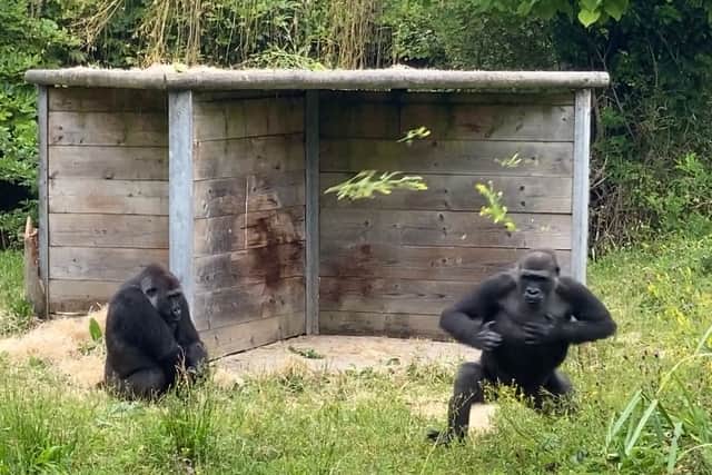 BristolWorld has visited Bristol Zoo Gardens after claims gorillas were 'abandoned' at the site in Clifton