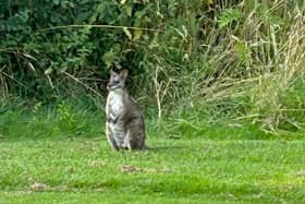 The wallaby spotted at Oakmere Golf Club, Nottinghamshire.  