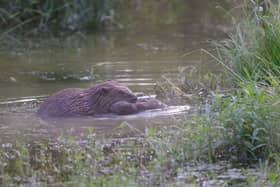 Baby beavers have been born in London for the first time in 400 years. 