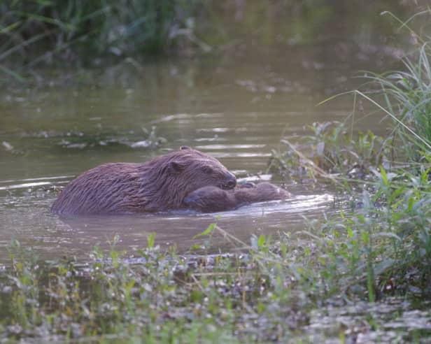 Baby beavers have been born in London for the first time in 400 years. 