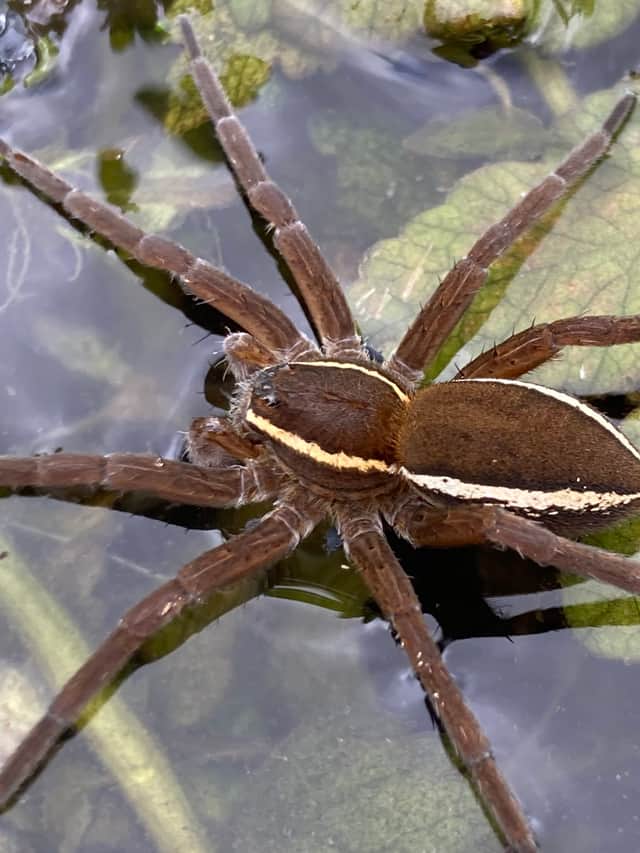 Fen Raft Spider on the Dyke networks of the Lower Waveney Valley.