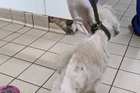 Cindy was severely underweight when found by the RSPCA 