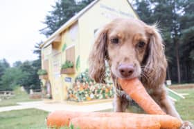 Plenty of cuddles, belly rubs and healthy treats are the top ways dog owners ensure the happiness of their furry companions.