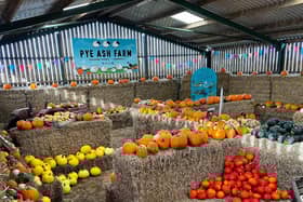 Inside the pumpkin maze at Pye Ash Farm