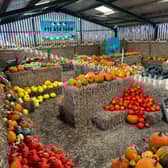 Inside the pumpkin maze at Pye Ash Farm