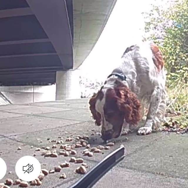 Phoebe eating the food left for her near the mototrway.