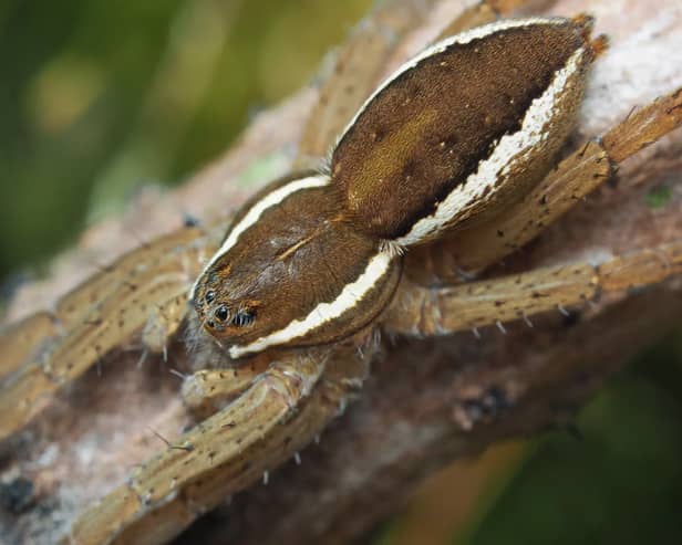 Fen raft spider.