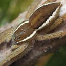 Fen raft spider.