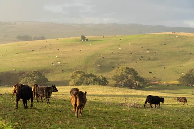 Over a third of people would rethink their diet if they knew more about how the livestock was killed