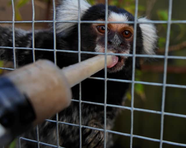 A marmoset being fed at Hugo's Animal Sanctuary