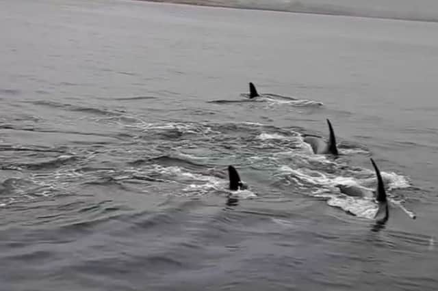The orcas swim near the Shetland Museum and Archives in Lerwick.