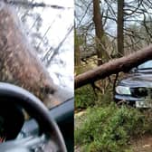 Huge tree trunk crashes down on driver’s windscreen.