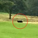 Big cats sightings are regularly reported across the UK.