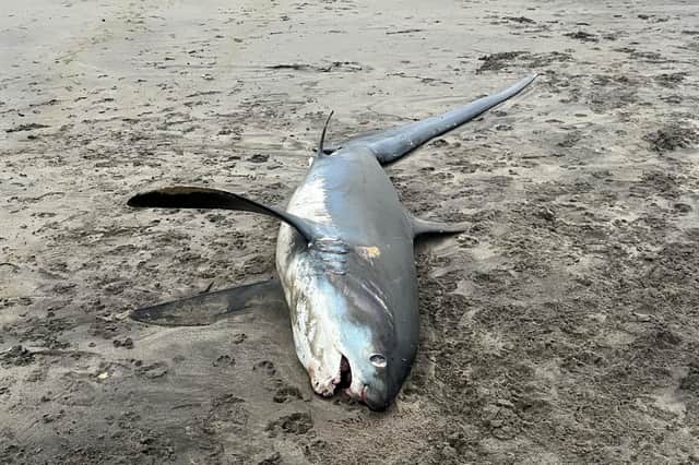 The thresher shark washed up on Par beach, Cornwall.