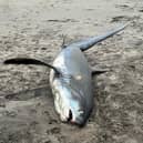 The thresher shark washed up on Par beach, Cornwall.
