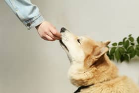 Some common human foods can prove deadly to our dogs. 