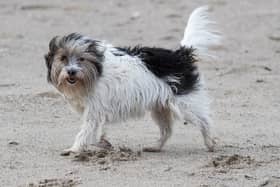These are the six most common health conditions in pets and the steps you can take to protect them. 