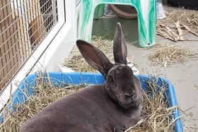 Bobby the rabbit