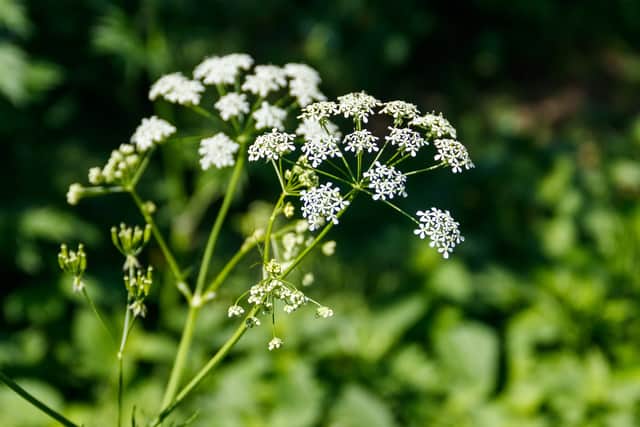 Hemlock roots are poisonous to both animals and humans.