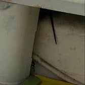Mice in Carly\'s flat inside Meredith Court, Hulme, which has reportedly forced her from her home. Image: Carly