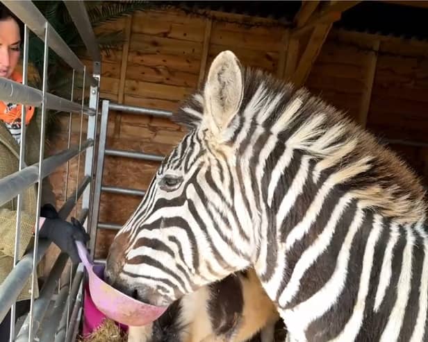 Bev Griffiths and Ziggy the zebra.