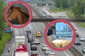 It's not every day you see a horse/a bed on a motorway while driving to work. 