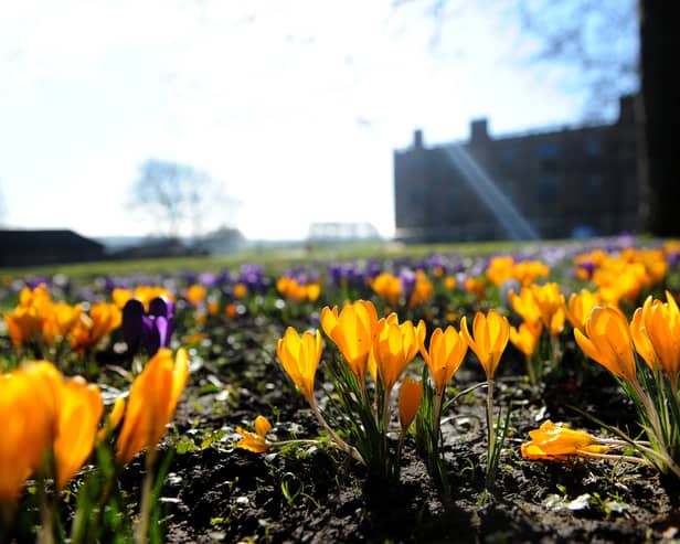 The sea of crocuses glimmered in the spring sunshine