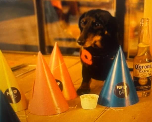 This Sunday from 10am will see hundreds of Dachshunds and their owners descend on Parsonage Gardens Revolution Bar for a Pop Up Cafe with lots of  puppuccinos  and treats.  