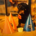 This Sunday from 10am will see hundreds of Dachshunds and their owners descend on Parsonage Gardens Revolution Bar for a Pop Up Cafe with lots of  puppuccinos  and treats.  