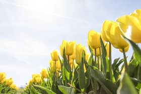 The Met Office is forecasting highs of 19C for Manchester this week