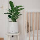 The Natede Smart uses the power of plants to clean up the air in your home