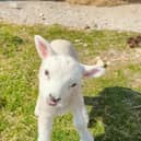 Wonky the lamb.