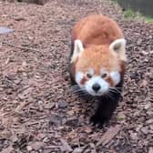 Chester Zoo has been crowned the country's favourite zoo on Tripadvisor.