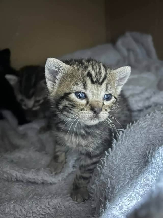 Poorly kittens and cat are suffering from neglect and lack of vaccines