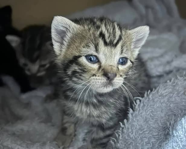 Poorly kittens and cat are suffering from neglect and lack of vaccines