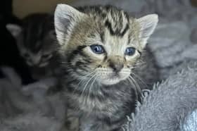 Poorly kittens and cat are suffering from neglect and lack of vaccines