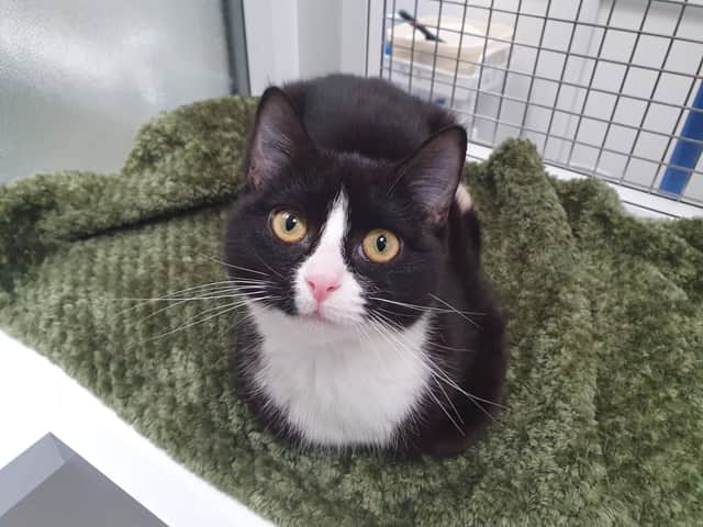 Kaya was very poorly when rescued from multi-animal home in Huddersfield